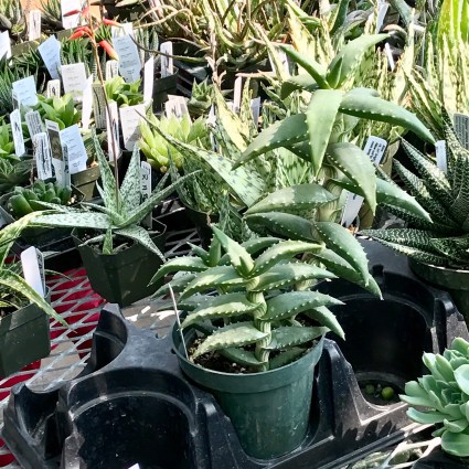 FullSizeRender.jpg-7