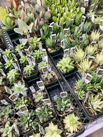 FullSizeRender.jpg-8